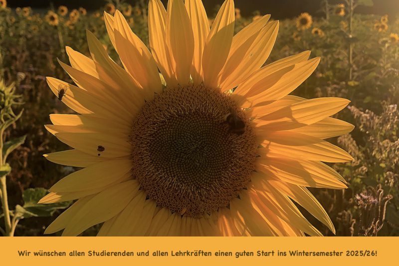 Sonnenblume zum Semesterstart